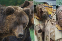 Tajemství „medvědího muže“ odhaleno! Kazašský lékař prozradil, co je doopravdy zač