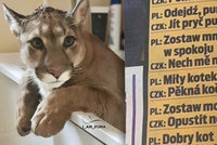 „Puma nejezdí lidi“. Poláci kvůli toulkám české šelmy tasili speciální slovníček