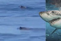Další video žraloka u břehů Jadranu? Neuvěříte, co Chorvati natočili!