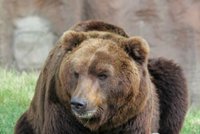 Brněnská zoo se zahalila do smutku: Oblíbeného medvěda museli utratit!