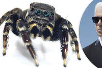 Vědci pojmenovali nový druh pavouka po Karlu Lagerfeldovi: Je mu prý podobný