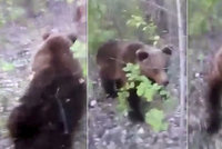 Magor pronásledoval medvěda do lesa a kopl ho: Zvíře se mu tvrdě pomstilo!