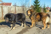 Tibetské dogy na Kroměřížsku potrhaly seniory: Policisté jednu zastřelili