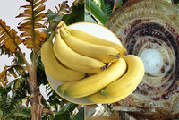 Banány ohrožuje nejméně 16 nemocí. Černé vyhlídky žluté pochoutky řeší i OSN