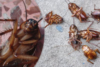 Čeští švábi jsou odolnější, tvrdí vědci. Deratizér kývl: Hubení je složité