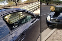 Bizarní nehoda: Řidič se srazil s kaktusem! Obří rostlina mu prolétla předním oknem