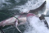 Krutý zápas žraloků kanibalů: Trhali ze sebe maso, jeden druhému vykousl břicho
