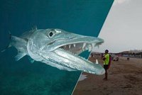 V dovolenkovém ráji útočí záhadná ryba: Pokousala dvě děti, Španělsko zavřelo pláže