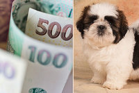Krutý podvod: Žena zaplatila za štěně „kamerunské bance“ 65 000 korun