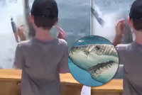 Záběry, ze kterých mrazí: Na loď skupiny otců s dětmi vyskočil obří žralok bílý