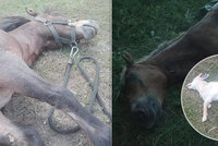 Otřesné utrpení: Kvůli hlouposti lidí během pár dní zemřelo několik koní a koz - krmili je kolemjdoucí