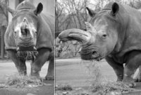 Smutek v Ústí: Zoo musela utratit nejstarší nosorožčí samici Zambu (†48)!