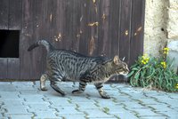 Velký zátah na toulavé kočky: V Řepích je odchytí, vykastrují a vrátí zpět