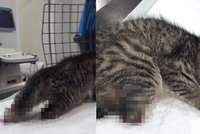 Koťátko našli na hřbitově bez zadních nohou: Není jasné, jestli léčbu přežije