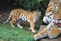 Pražská zoo se pyšní novou tygří slečnou. Arila (3) k nám přijela z Německa