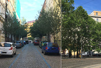 „Stromy nemají své lobbisty.“ S jejich výsadbou v ulicích Prahy je problém, pomoci může změna normy
