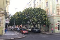 Zalesněná Praha? Na podzim nechá město vysadit téměř 26 tisíc stromů