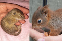 Malého syslíka odchovaly pražské veverky! Ohroženému mláděti pomohly s návratem do přírody