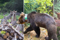 Medvěd, vlk i rys: V Beskydech se opět usadily všechny naše velké šelmy a mají mladé