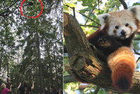 Panda je zpět: Uprchlíka objevil na stromě pejskař, zvíře je v pořádku