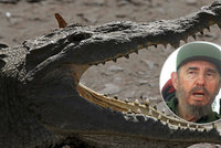 Krokodýl, který kdysi patřil Fidelu Castrovi, pokousal muže na večírku v akváriu
