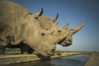 Nelegální obchod s nosorožčími rohy? Vietnamec dostal podmínku, soud žádá další posudek