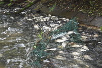 Masakr na Heřmanickém rybníku: Tisíce ryb uhynuly, ve vodě nebyl kyslík kvůli sinicím