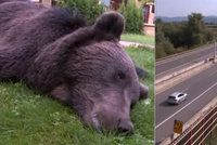 Srážka auta se zvěří skončila tragicky: Medvěd skončí jako vycpanina