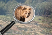 Radnice varovala houbaře před medvědem. Z toho se ale vyklubal pařez