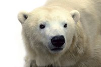 Smutná zpráva z pražské zoo: Zemřela lední medvědice Bora
