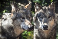 Do Česka se vrací vlci, loni se meziročně zvýšil počet smeček