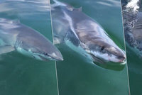Vyděšení rybáři natočili velkého bílého žraloka: Monstrum na ně náhle zaútočilo!