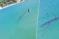 Žraločí panika v chorvatských vodách! Vrátil se na Jadran žralok mako?