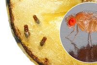 Otravné octomilky: Do ovoce v kuchyni kladou vajíčka! Jak se jich zbavit?