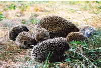 V Prokopském údolí vypustí ježčí puberťáky: Před létem přišli o rodiče, teď se vrací do přírody