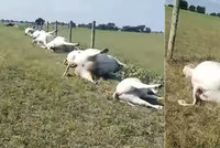 Šokující video: Farmář na pastvě našel „zástup“ mrtvých krav a telat! Měly popálená břicha