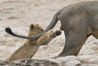 Nejvtipnější fotka přírody: Hravé lvíče uchvátilo porotce soutěže