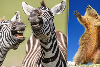 „Vysmáté“ zebry, sysel dramatik i zděšení vydry: Hledáme nejvtipnější fotku přírody