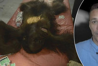 Mladého orangutana postřelili 130krát a pak ho posekali mačetou: O jeho život bojoval mladý veterinář