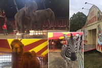 VIDEO: Vyhrožování cirkusákům: „Jen týráte zvířata!“ V Praze lidem předvedli, že nikoho netrápí