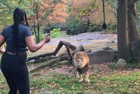 Návštěvnice zoo tančila mezi lvy. Nebezpečnou šelmu k sobě dokonce lákala