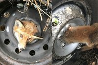 Unikátní záchranná akce: Liška se hlavou zasekla v disku pneumatiky, co zabralo?