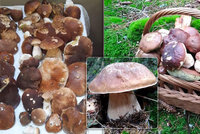 V Česku začaly houbové žně, rostou hřiby i podzimní houby. Víme, odkud přinesete plné koše