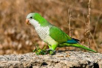 Tisíce papoušků zemřou? Madrid chce zatočit se zelenými imigranty