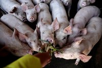 Hrozí globální nedostatek slaniny. Odborníci bijí na poplach a zmínili důvod