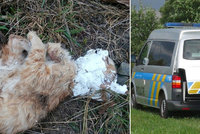 Tyran kočku brutálně umučil k smrti: Našli ji u Kyjova se zasádrovanou hlavou!