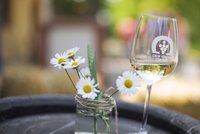Běchovice budou v patřit dobrému vínu: Slavnosti proběhnou v sobotu