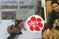 Šokující video ukazuje stafordy, jak trhají štěňátko. Opět dílo tyranky z Budějovicka?