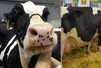 „Prdící“ krávy klima neničí, tvrdí veterináři. A zmínili globální konflikt
