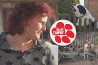 Štěkot, zápach a křik: Množitelka ze Světnova dál kšeftuje se psy, úřady jen přihlíží